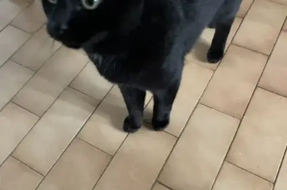 Chat trouvé Saint-Martin-d'Hères, photo: Gros chat noir blessé trouvé à St-Martin