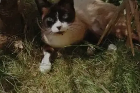 Animaux perdus La Chapelle-des-Marais, photo: Chatte siamoise disparue à La Chapelle