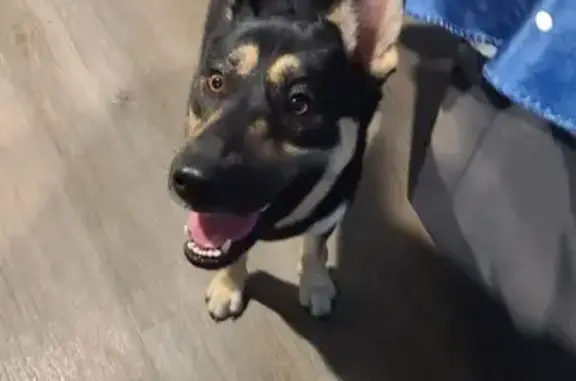 Found: Young Female German Shepherd SA