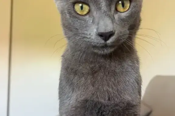 Jeune Chartreux gris disparu à Montauban - photo
