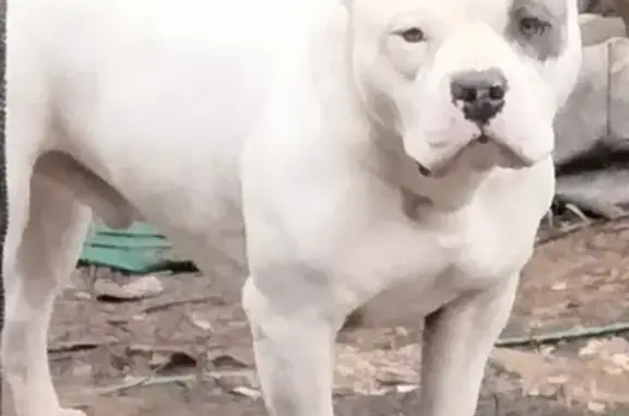 Lost Bully in Brownsville: $10K Reward!