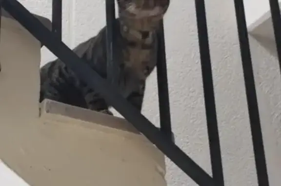 Chat trouvé Malakoff, photo: Chaton trouvé le 13/12 à Malakoff