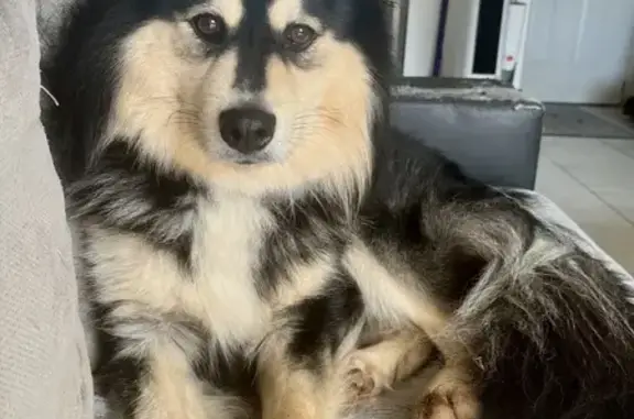 Chien perdu , photo : Chien finnois perdu, mâle noir et sable