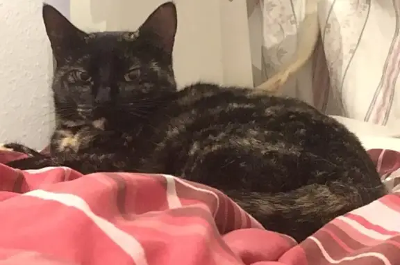 Help Find Pepper: Lost Cat in Centennial Park