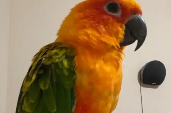 Lost Sun Conure Parrot - $600...