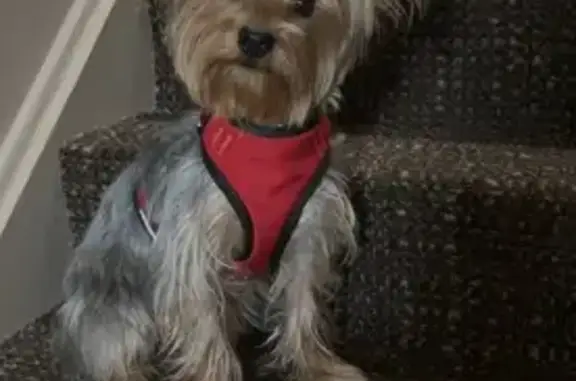 Lost Yorkie: 1-Year-Old Female in Chicago