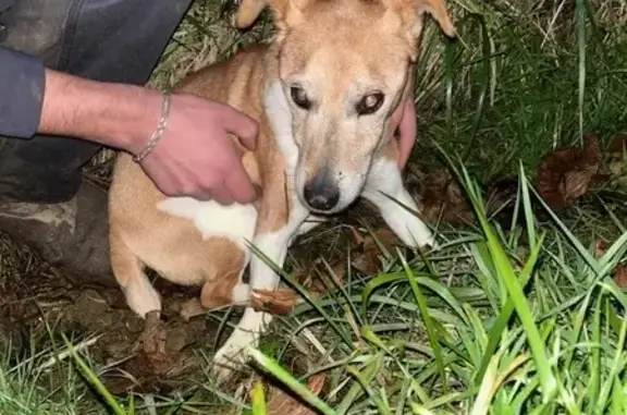 Petit chien type Jack Russell trouvé hier - photo