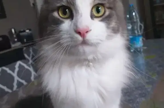 Chat gris et blanc perdu à Crespin - photo