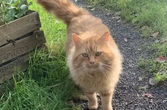 Chat sociable trouvé, Rue du Port, Ménil - photo