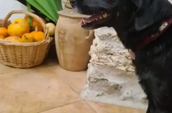 Animaux trouvés , photo: Chienne noire trouvée à Couesmes