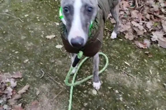 Chien perdu Orléans, photo : Chiot Whippet perdu à Orléans, blessé