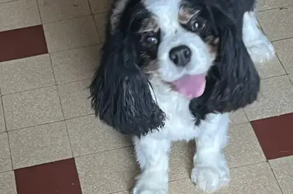 Animaux perdus Le Pradet, photo: Chienne Cavalier King Charles perdue au Pradet