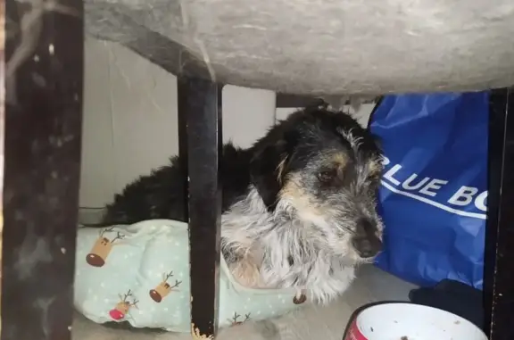 Animaux trouvés Rodez, photo: Chien affamé trouvé et secouru à Rodez