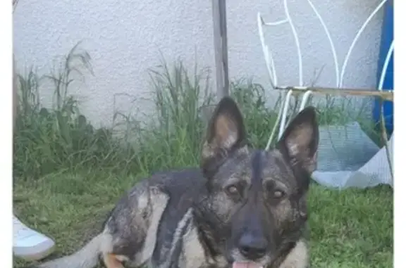 Chien perdu , photo : Berger allemand femelle perdu à Hattencourt