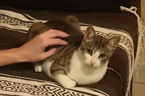 Jeune chat mâle tigré trouvé à Lormont - photo