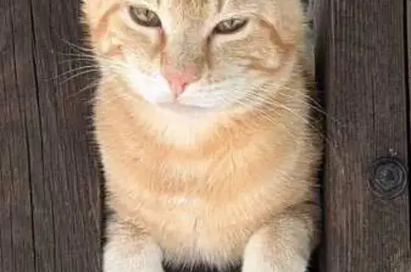 Chat perdu près de Villemotier (Ain) - photo