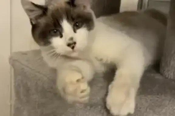 Moka, jeune chat mâle disparu à Denain - photo
