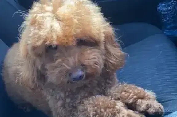 Lost Brown Toy Poodle in Fran Court