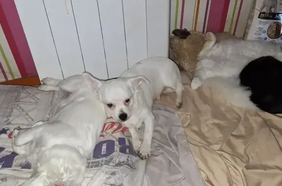 Chien perdu , photo : Chihuahua blanc disparu à Moulins-sur-Yèvre