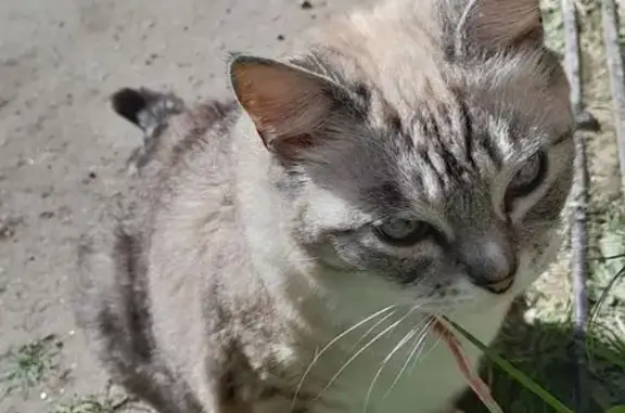 Chat perdu, Plélan-le-Petit, photo: Chat âgé disparu à Plélan-le-Petit