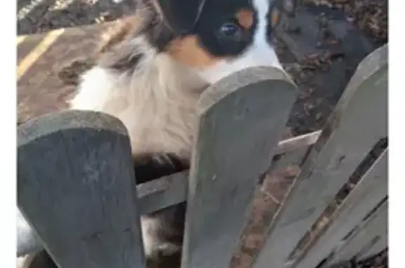 Chien perdu Angers, photo : Chiot berger australien perdu à Angers