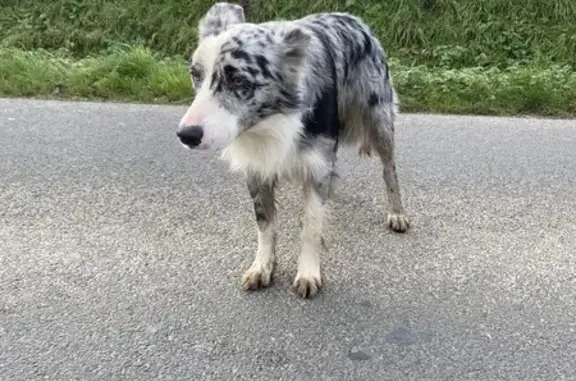 Chien mâle croisé trouvé à Saint-Pierre - photo