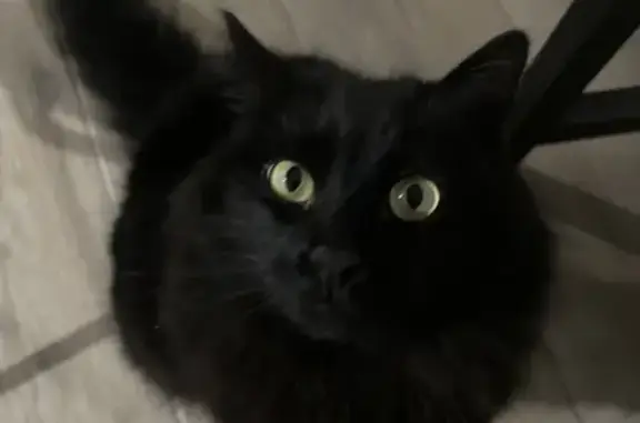 Chat noir disparu à Saint-Évarzec - photo