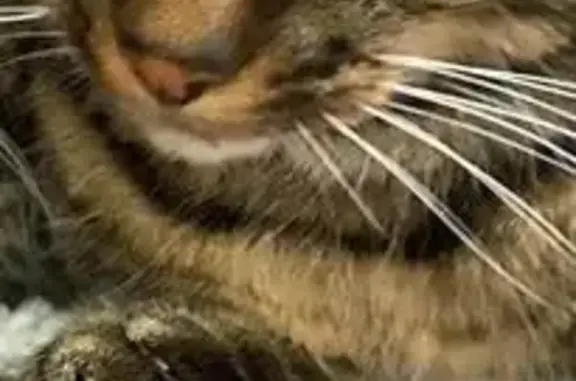 Chat tigré perdu à Sion-sur-l'Océan - photo