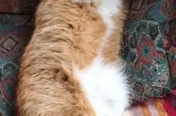 Animaux perdus , photo: Jeune chat européen disparu à Fillièvres