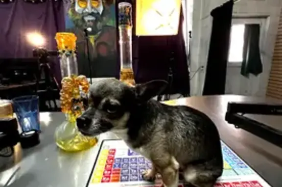 Help Find Ace: Lost Chihuahua in Vegas