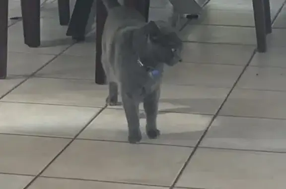 Chat disparu à Saint-Morillon : enquête en cours - photo