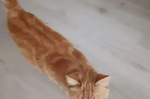 Petite chatte rousse trouvée à Chambéry - photo