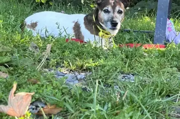 Animaux perdus , photo: Jack Russell perdu à Wimy : contactez-nous !
