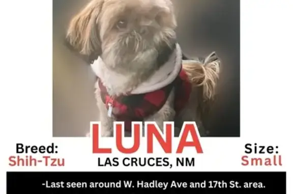 Help Find Luna: Lost Tan Shih Tzu in LC