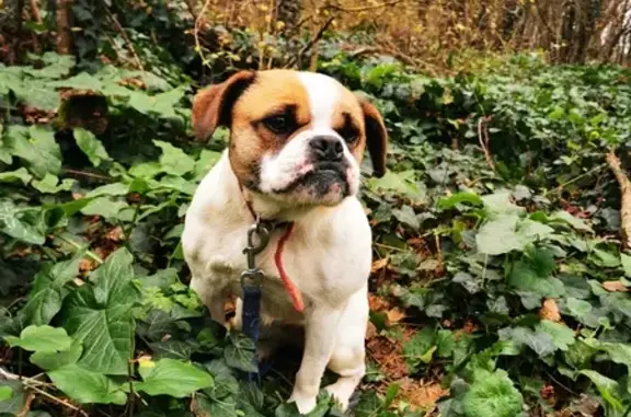 Chien trouvé Niort, photo: Chien blanc-marron trouvé près école canine