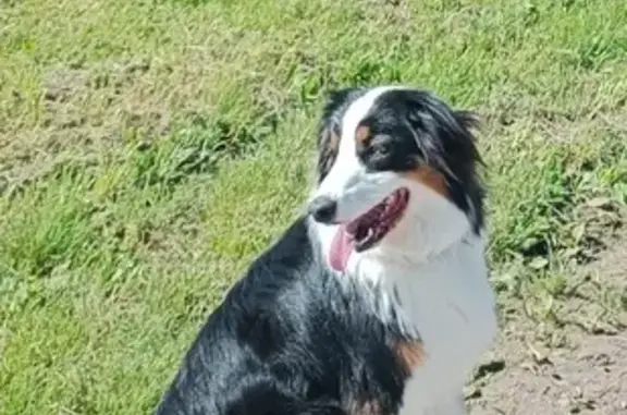 Chienne Berger Australienne perdue à Rives - photo