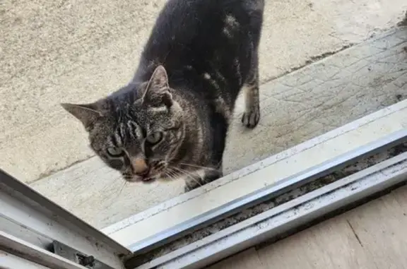 Chatte tigrée disparue à La Grigonnais - photo