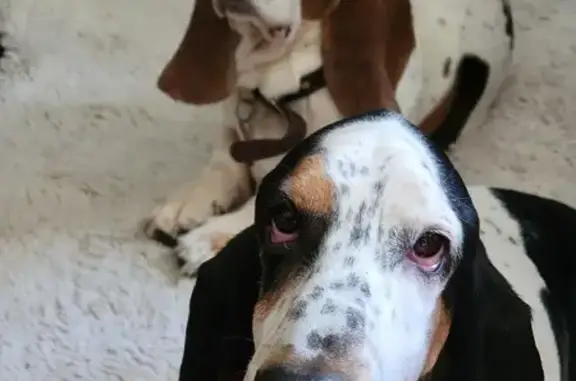 Lost: 2 Friendly Bassett Hounds, Reisterstown