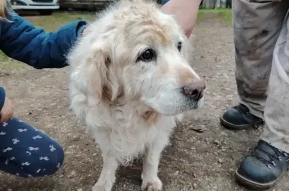Chien errant trouvé à Chey, en sécurité - photo