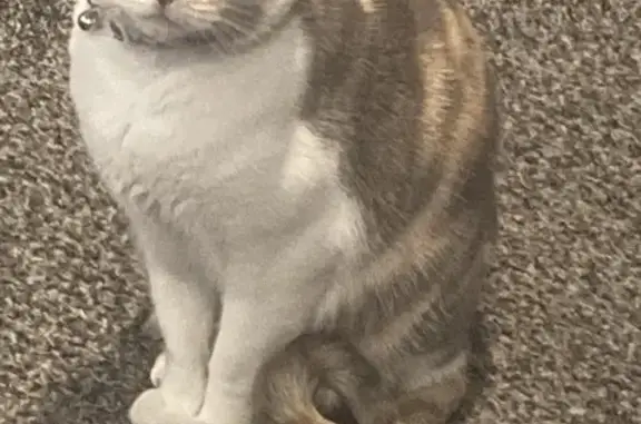 Lost Cat Near Fort Apache & Spring Mtn