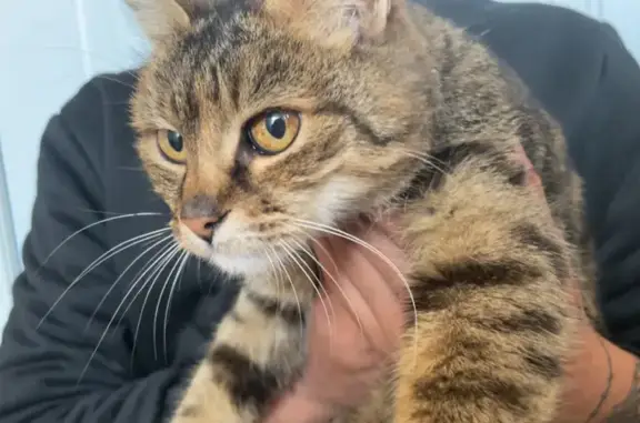 Chat trouvé Épinouze, photo: Chat tigré trouvé, sociable et bavard