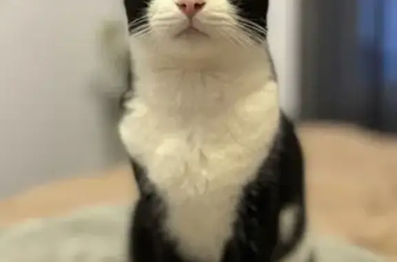 Chat perdu, Riedisheim, photo: Chat noir et blanc perdu à Riedisheim