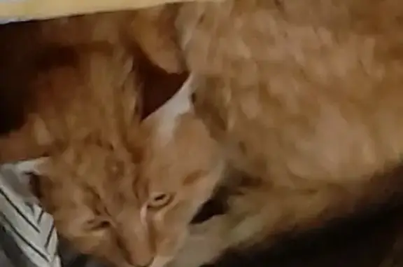 Chat fauve peureux trouvé, Le Pontet - photo
