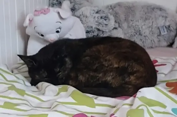 Animaux perdus Estrées-Saint-Denis, photo: Chatte perdue à Estrées-Saint-Denis