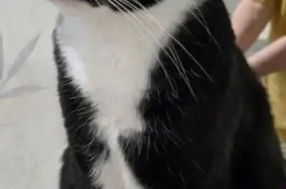 Lost Tuxedo Cat 'Vasya' in Brookline