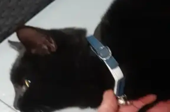 Chat trouvé Marœuil, photo: Chat noir trouvé, collier bleu Rue de Louez