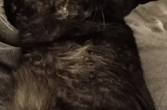 Chat gris foncé perdu à La Baule - photo