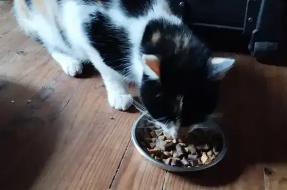 Chat trouvé , photo: Chatte errante trouvée à Saint-Julien