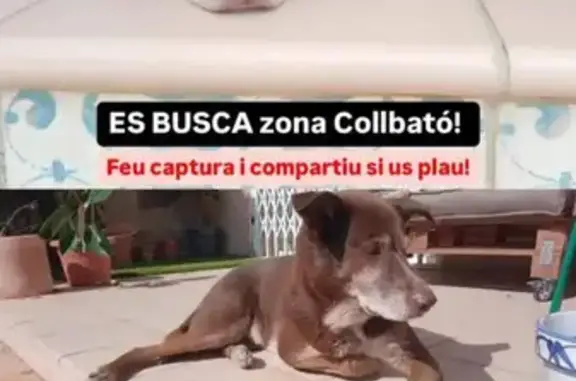 Perro Perdido en Collbató: Mestizo Marrón