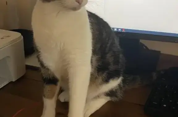 Chat perdu, , photo: Chat disparu à Jauldes, chemin Grande Ouche